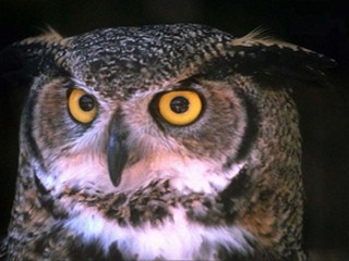 Музыкальный хит всех времен прозвучит на открытии Международного фестиваля искусств «Самарская осень»